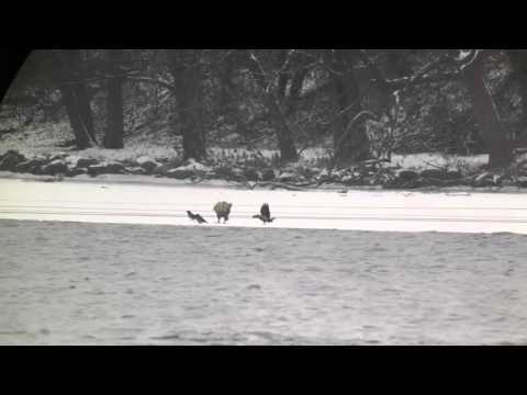 Havørn på isen. Furesøen 18/1-16