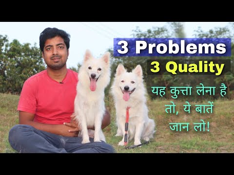 3 problems and Quality of pomeranian dog.