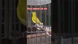 Download lagu Pleci dakbal wit wit #plecimania#shorts mp3