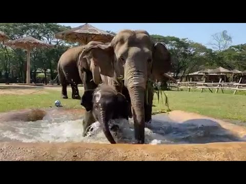 Baby Elephant Wan Mai Enjoying In The Pool - EleFlix