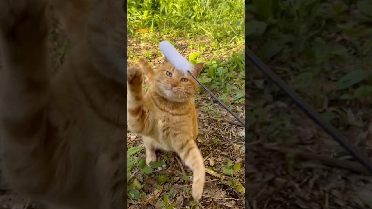 天国のハスちゃんと一緒にお花見🌸#桜#お花見