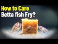 How To Care Betta Fish Fry: Secrets Of Growth