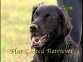 Cobrador de Pelo Liso - Breed All About It - Flat-Coated Retriever