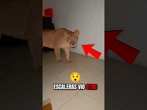 ¡A medianoche, un león entró en la casa!😱
