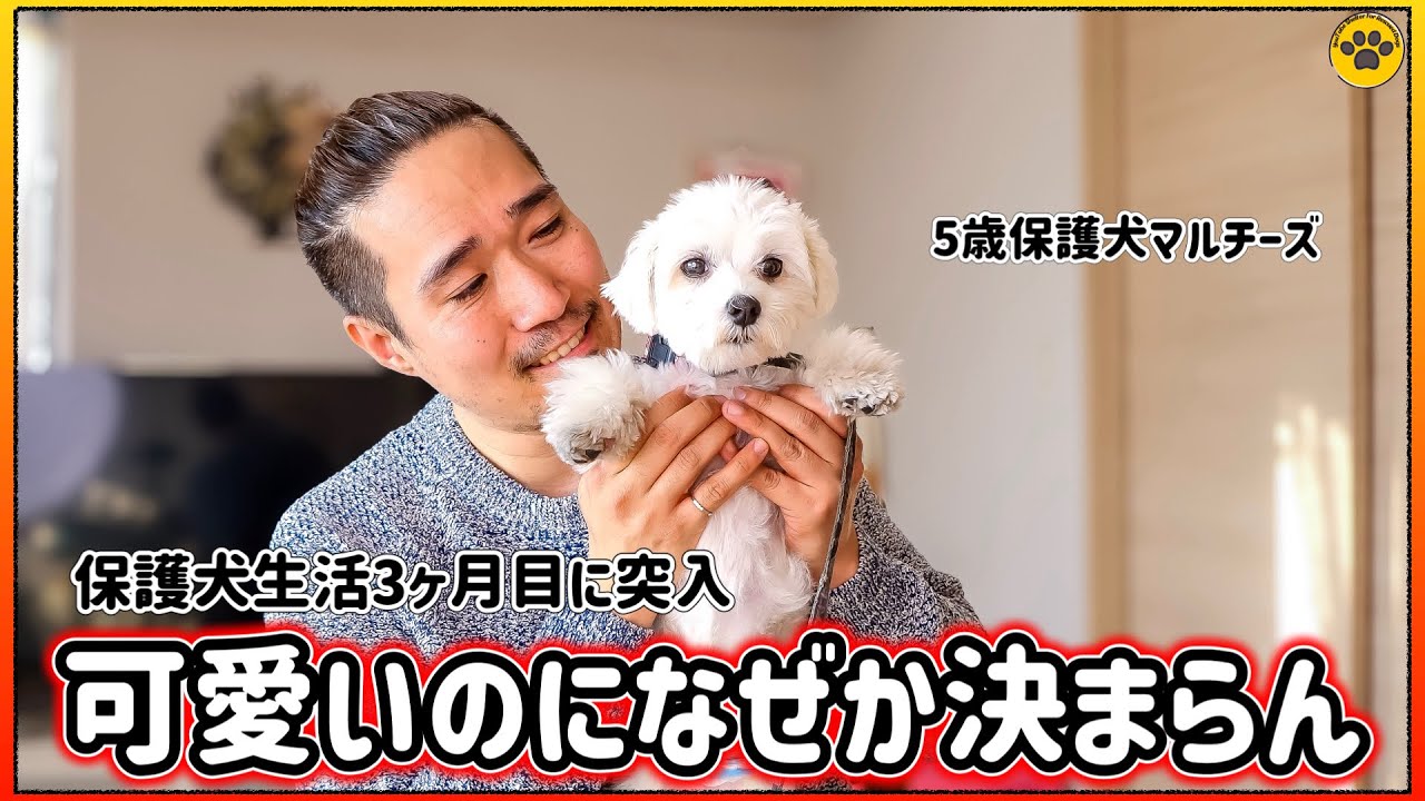 トリミングで大変身した5歳マルチーズ保護犬のマル