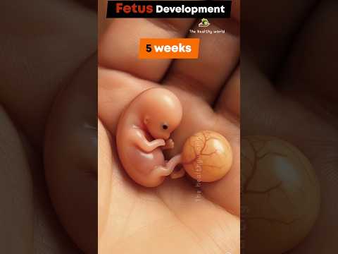Fetus development stages (Week by Week)...Miracle ✨ of life #baby #life #pregnancy #fetus #pregnant