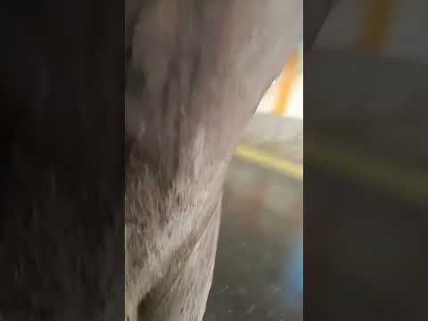 CHUVA NA CIDADE DE IGUARACI PERNAMBUCO