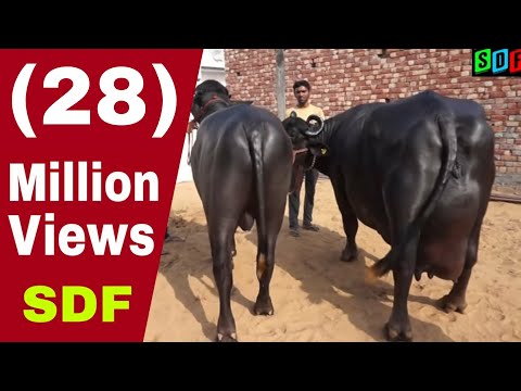 Information About Buffalo Milk