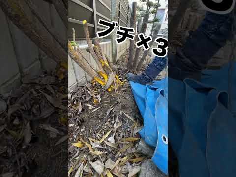 スマートガーデン: 庭師に最適なアプリケーションをご紹介します!  庭園