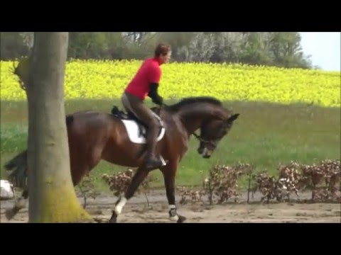 4 jähriger Holsteiner Wallach von Cassilano (Cassini I-Lavaletto)