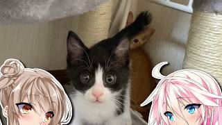 汚ったねぇ子猫拾った話　3話 汚ったねぇ子猫が増えた話