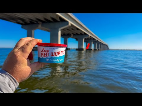 SHEEPSHEAD Fishing Using LIVE WORMS ** NO EDITS or CUTS!!