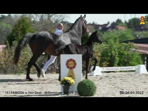 Lot 15: Stutfohlen v. Fair Deal x Millennium/T.