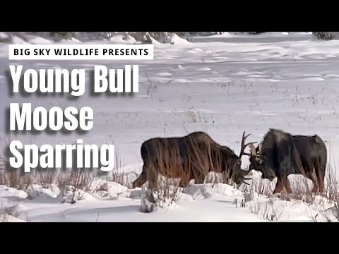 Young Bull Moose Sparring in the Snow of Yellowstone