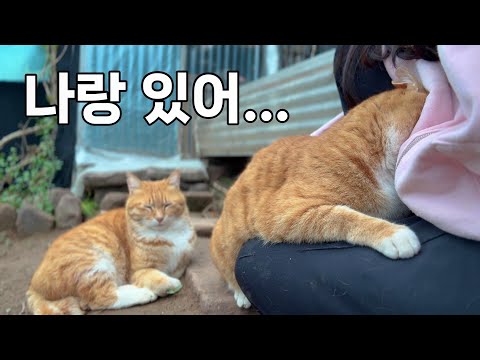 냥이친구들 보다 내가 더 좋다는 고양이..