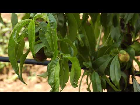 Reč struke ep. 234 17.01.2019. NAJAVA