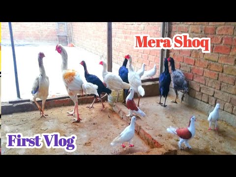 , title : 'My 1st Vlog | Vicky Pets Land | Aseel Birds | Apna Shoq'