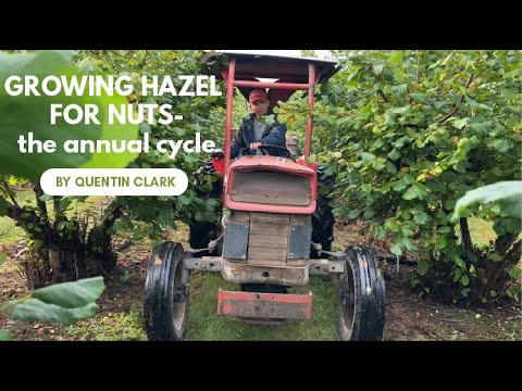 Growing Hazel for Nuts- the annual cycle