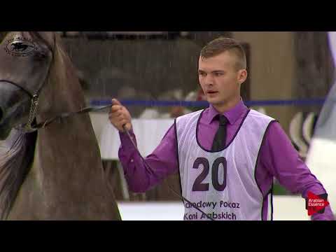 N.20 TACJANA - Polish Nationals 2018 - 2 Years Old Fillies (Class 2)