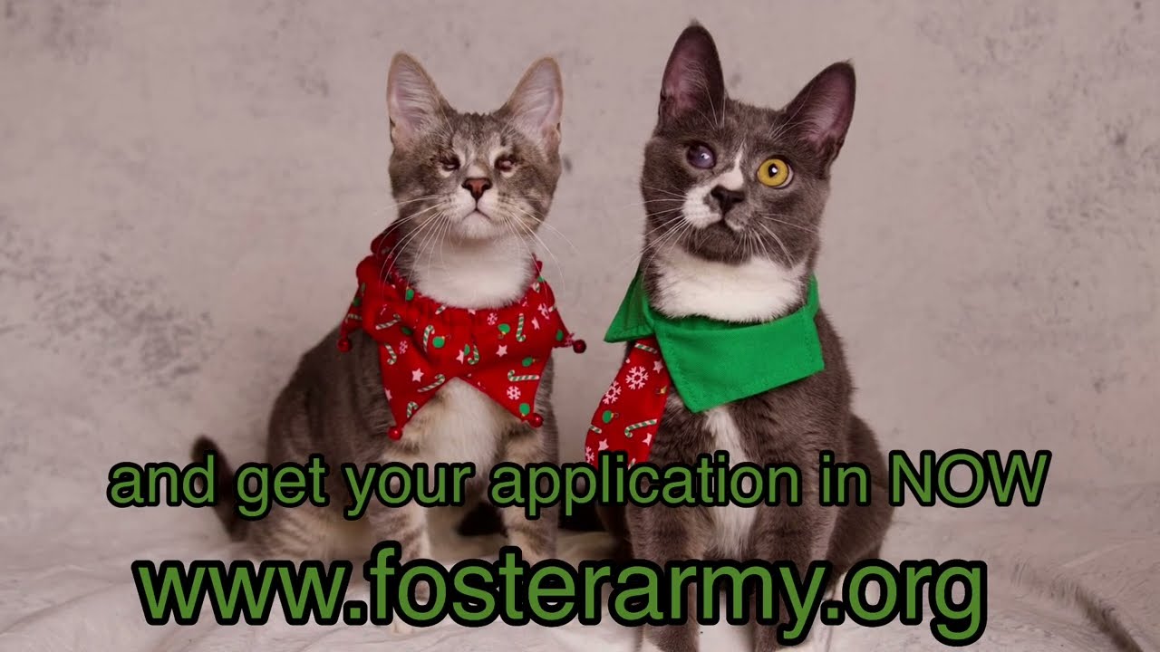 Enlarge James, a Adoptable Domestic Short Hair in Riverside, CA video 5/5