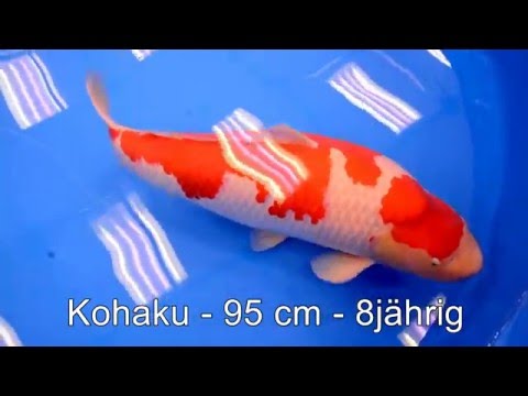 Grand Champion 2016 All Japan Show - Tokyo by Koinet