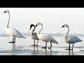 A Coyote Preys On A Flock Of Swans