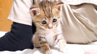「ニャルル」とうなりながら遊ぶ子猫がカワイイ【赤ちゃん猫　保護猫】