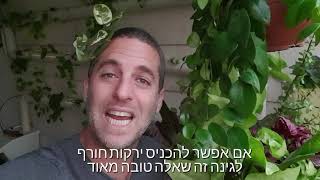 קריאות אחרונות לגידול ירקות חורף במרפסת