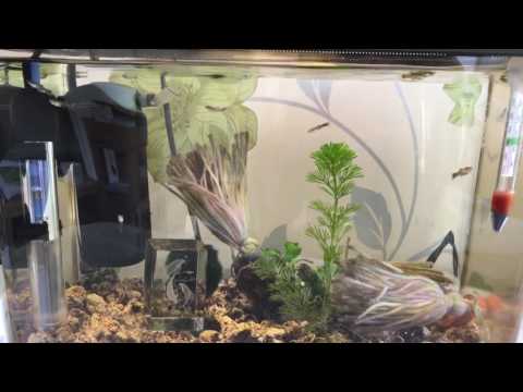 Catching trapping guppy fry + saving guppy fry fish aquatic equipment cleaning tropical fry tank