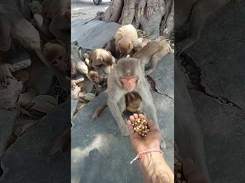 seva bhav ll🚩ll (jai Shree ram) #ram #gaay #dog #animals #seva #sorts #youtubeshorts #shortsfeed