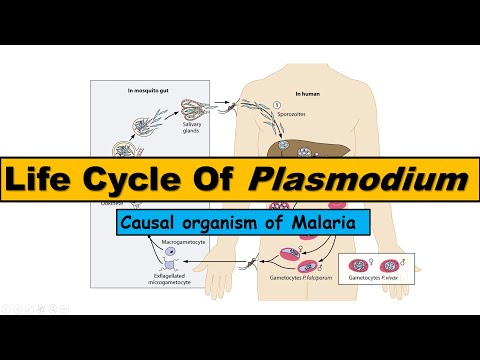 Plasmodium malária ciklusdiagram)