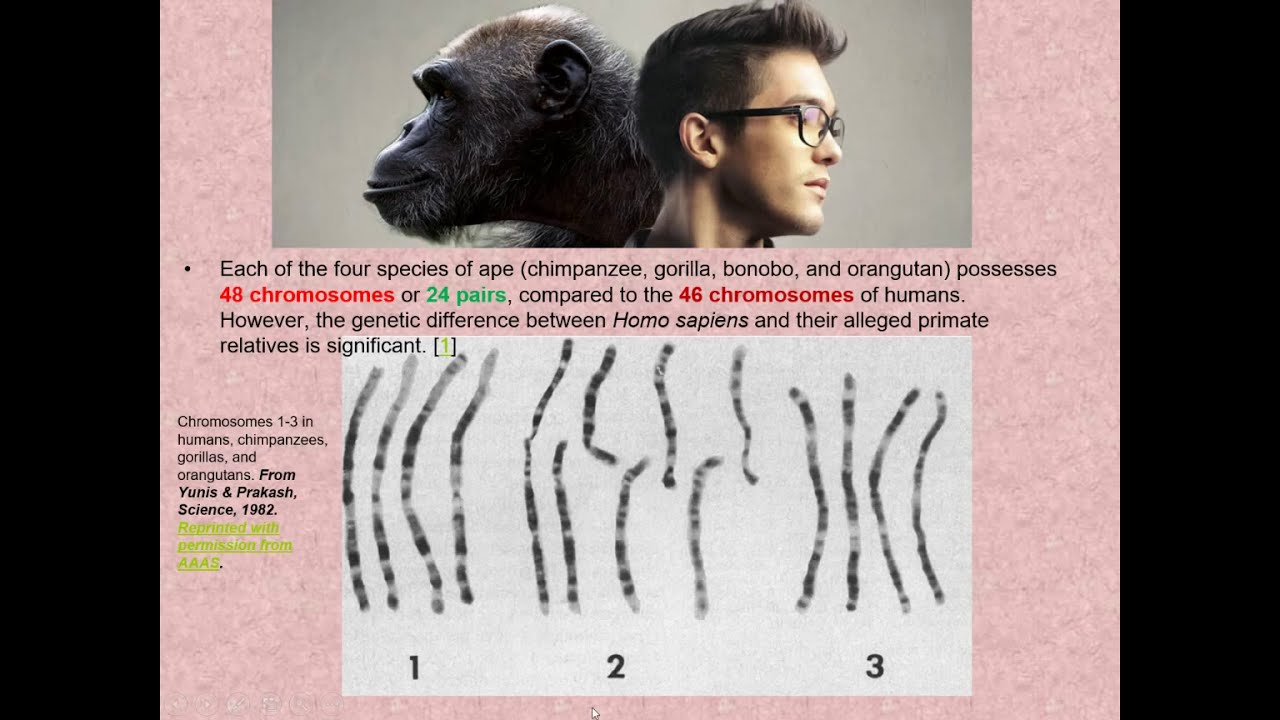 Evolution PPT 3: Human Origins