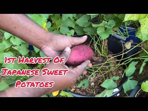 🍠 1st Harvest Of Japanese Sweet Potatoes 🍠