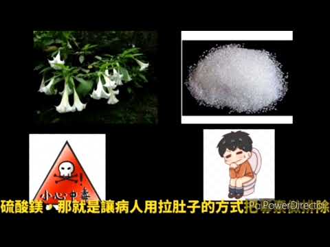 大花曼陀羅/醉魂藤誤食
