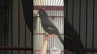 Download lagu kicau merdu burung poksay Mandarin mp3