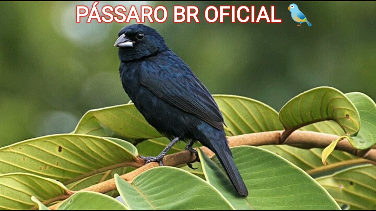 Canto de Tiziu para fazer o seu pular de Alegria.