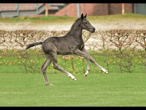 Nr. 3 | Hengstfohlen v. Casall - Concorde