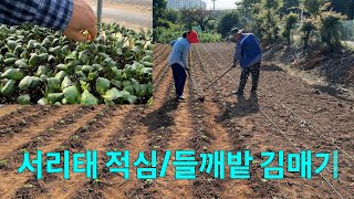 장마전에 들깨밭 김매기를 해야 하는 이유/서리태 적심