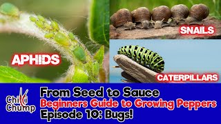 Episode 10:  Get rid of aphids, slugs and other pests  (Beginners Guide to Growing Peppers) (2018)