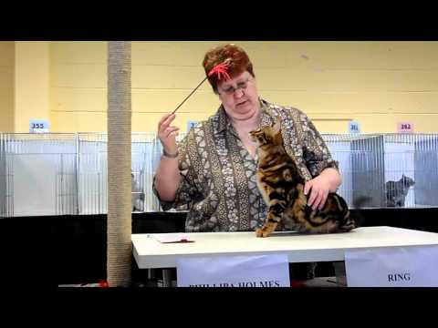 Phillipa Holmes Judging at TICA