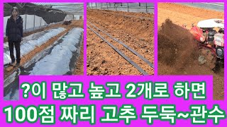 100점짜리 고추 두둑은 ?이 많고 높고 2개여야 합니다 고추농사 잘짖는법,고추농사 달인,밑거름,고추농사 준…