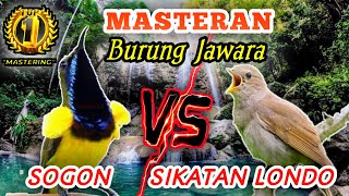 Download lagu SOGON VS SIKATAN LONDO - Masteran Istimewa Untuk Semua Jenis Burung Lomba mp3
