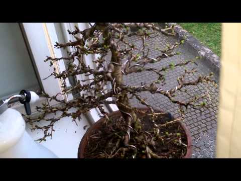 Hochdruckpistole zur Moos- und Flechtenentfernung Teil 1