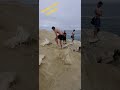 Sealion Attacks Cliff Diver As He Climbs Up La Jolla Cove San Diego California Beach Wildlife