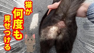 かわいい猫が見て見てと言って見せてきた　Japanese cute cat