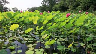 preview picture of video '一畦荷田 滿耳蟬聲－竹南海邊長青之森 The field of Lotus'