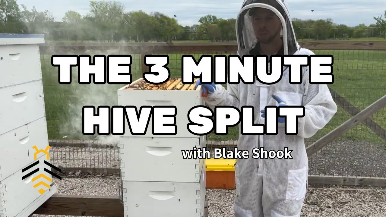 BEEKEEPING: THE 3 MINUTE HIVE SPLIT with Blake Shook