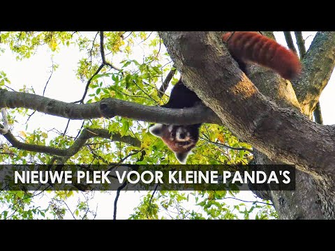 Artis verwelkomt kleine panda in verblijf met otters
