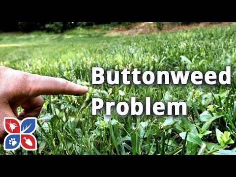  Do My Own Lawn Care  -  How to Get Rid of and Identify Buttonweed Video 
