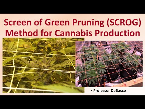 Screen of Green Pruning SCROG Method for Cannabis Production